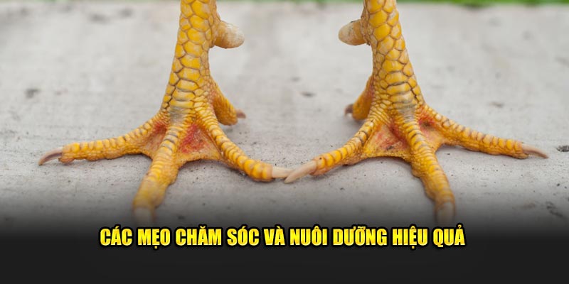 Các mẹo chăm sóc và nuôi dưỡng hiệu quả 