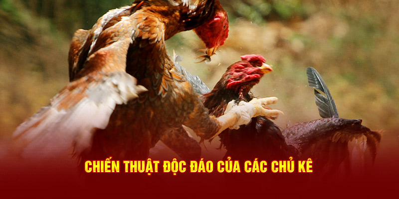 Kế hoạch độc đáo của các chủ kê