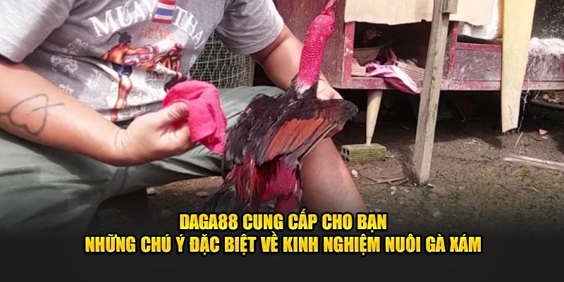 Daga88 cung cấp cho bạn những chú ý đặc biệt về kinh nghiệm nuôi gà xám