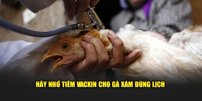 Hãy nhớ tiêm Vacxin cho gà xám đúng lịch