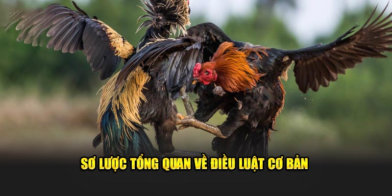 Sơ lược tổng quan về điều luật cơ bản 