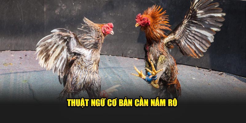 Thuật ngữ cơ bản cần nắm rõ  