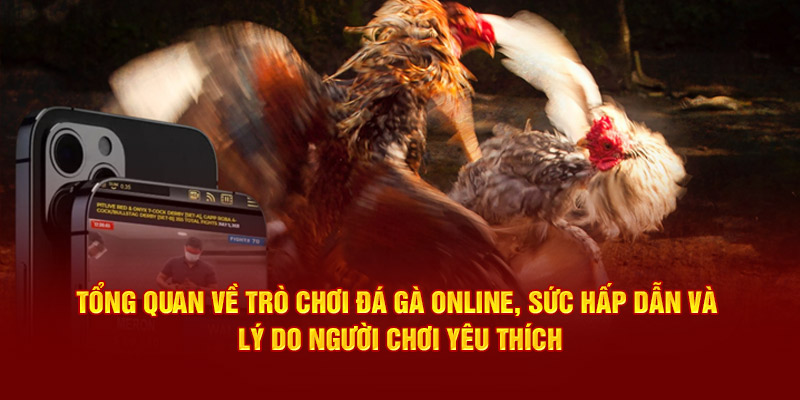 Tổng quan về trò chơi đá gà online, sức hấp dẫn và lý do người chơi yêu thích