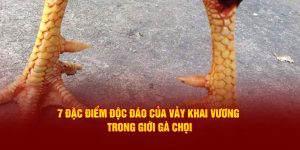 Vảy Khai Vương DAGA88: 7 Đặc Điểm Độc Đáo Trong Giới Gà Chọi