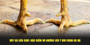 Vảy Gà Liên Giáp: Đặc Điểm Và Những Lưu Ý Khi Chọn Gà Đá