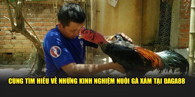 Cùng Tìm Hiểu Những Kinh Nghiệm Nuôi Gà Xám Tại Daga88