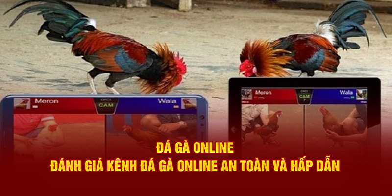 Đá Gà Online Tại Daga88 - Chọi Kê Online An Toàn Và Hấp Dẫn