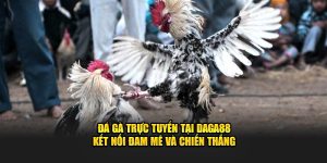 Đá Gà Trực Tuyến Tại DAGA88 Kết Nối Đam Mê Chiến Thắng